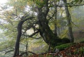 Forêts primaires et anciennes de hêtres des Carpates et d’autres régions d’Europe
