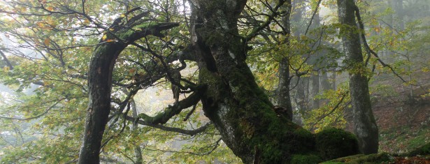 Forêts primaires et anciennes de hêtres des Carpates et d’autres régions d’Europe