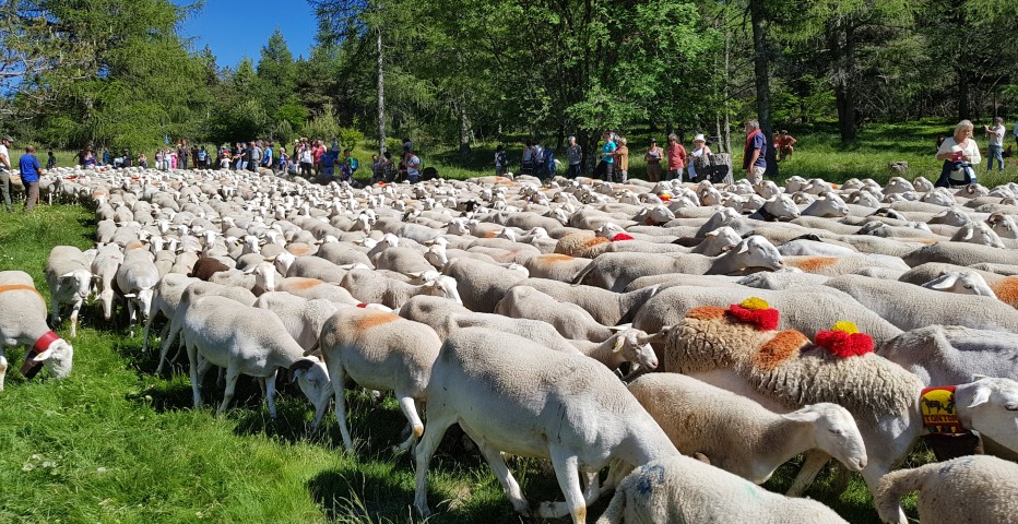 Les Causses et les Cévennes, paysage culturel de l’agropastoralisme méditerranéen