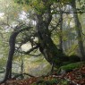 Forêts primaires et anciennes de hêtres des Carpates et d’autres régions d’Europe