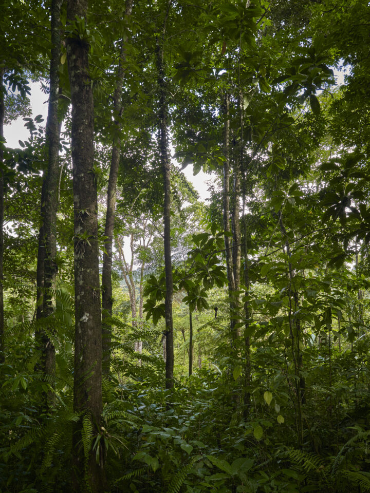 Volcans et forêts de la Montagne Pelée et des Pitons du Nord de la Martinique
