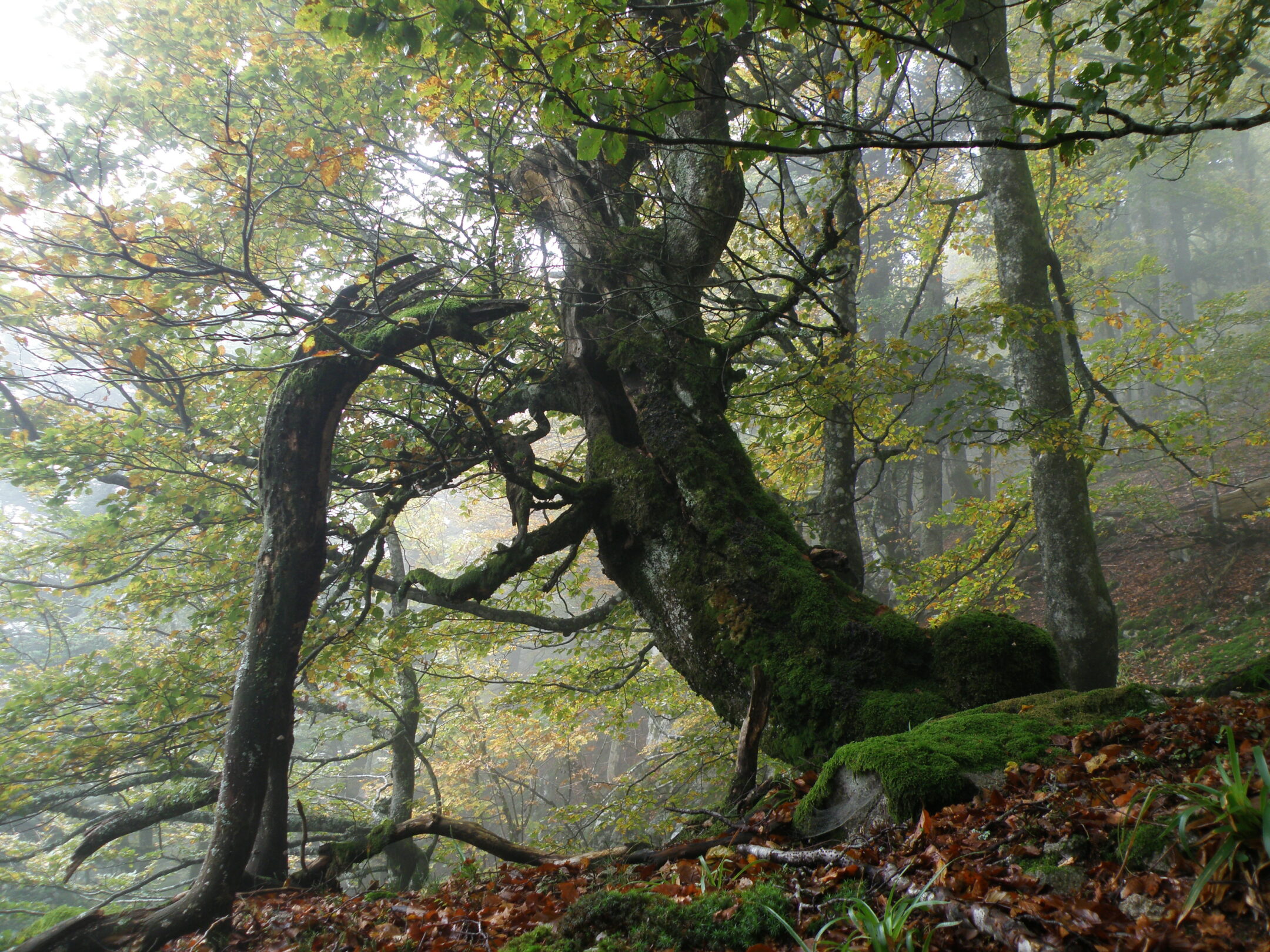 Forêt de hêtres, Grand Ventron